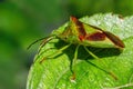 Hawthorn Shieldbug - Acanthosoma haemorrhoidale