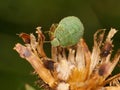 Hawthorn Shieldbug 4th fourth Instar on a brown dried flower