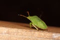 Hawthorn Shieldbug 4th fourth Instar