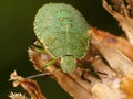 Hawthorn Shieldbug 4th fourth Instar face on macro