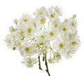 Hawthorn spring flowers on branch isolated on white background Royalty Free Stock Photo