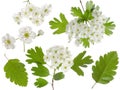 Hawthorn spring flowers bunch and green leaf isolated on white background. Set for herbal medicine and honey plant Royalty Free Stock Photo