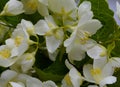 Hawthorn fabric pattern branch season apple color blossoms closeup leaf summer flora petal floral cherry beauty blooming green blo Royalty Free Stock Photo