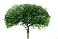 Hawthorn tree