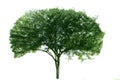 Hawthorn tree Royalty Free Stock Photo