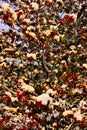 Hawthorn Tree in Autumn Covered in Heavy Snow Royalty Free Stock Photo