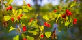 hawthorn tree branch with ripen red berres