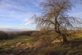 Hawthorn tree, Dovers Hill, Cotswolds Royalty Free Stock Photo