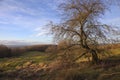 Hawthorn tree, Dovers Hill, Cotswolds