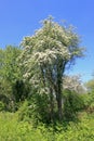 Hawthorn Tree Royalty Free Stock Photo