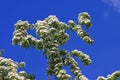 Hawthorn tree Royalty Free Stock Photo