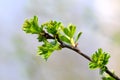 Hawthorn tree leaf detail - Crataegus monogyna Royalty Free Stock Photo