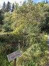 Hawthorn tree and sign explaining it irish and english including translation