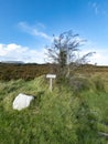 Hawthorn tree and sign explaining it irish and english including translation