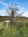 Hawthorn tree and sign explaining it irish and english including translation