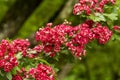 hawthorn on a tree in spring in bloom Royalty Free Stock Photo