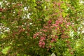hawthorn on a tree in spring in bloom Royalty Free Stock Photo