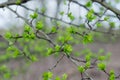Hawthorn tree spring leaves on twig closeup Royalty Free Stock Photo