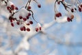 Hawthorn tree in winter Royalty Free Stock Photo