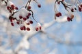 Hawthorn tree in winter