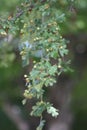 Hawthorne Berries on a Tree Royalty Free Stock Photo