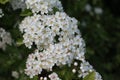 Hawthorns Flowers