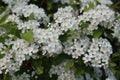 Hawthorns Flowers