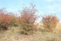 Hawthorns, Traviny Nature Reserve