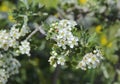 hawthorns white flowers . Royalty Free Stock Photo