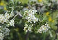 hawthorns white flowers .