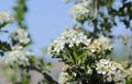 Hawthorns white flowers . Royalty Free Stock Photo