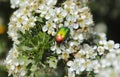 Juke on the hawthorns white flowers .