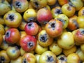 Hawtorn fruits