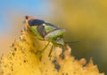 Hawtorn shield bug, Acanthosoma haemorrhoidale on birch leaf