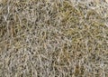 Hay background close up. Old hay texture. Dry grass. Natural background. Template or mock up. Wheat straw. Royalty Free Stock Photo