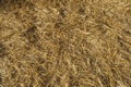 Hay Texture Background, Straw Pattern, Dry Golden Grass Mockup, Dry Baled Hay Bales Stacks Banner Royalty Free Stock Photo