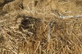 Hay Texture Background, Straw Pattern, Dry Golden Grass Mockup, Dry Baled Hay Bales Stacks Banner Royalty Free Stock Photo