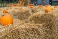 Hay Texture Background, Straw Pattern, Dry Golden Grass Mockup, Dry Baled Hay Bales Stacks Banner Royalty Free Stock Photo