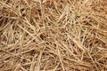 Hay background. Texture hay closeup in color. Fodder for livestock and construction material. Dry straw macro shot. Royalty Free Stock Photo