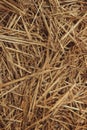 Hay background. Texture hay closeup in color. Fodder for livestock and construction material. Dry straw macro shot.