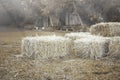 Hay bale agriculture in farm.