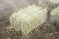 Hay bale agriculture field in farm with tropical environment.