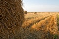 Hay bale. Agriculture field with sky. Rural nature in the farm land. Straw on the meadow. Wheat yellow golden harvest in summer. Royalty Free Stock Photo