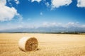 Hay bale. Agriculture yellow wheat field under blue sky