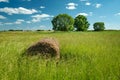 Hay bale lying in tall grass in a meadow with trees Royalty Free Stock Photo