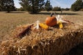 Hay bale, pumpkins and corn Royalty Free Stock Photo