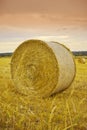 Hay, bale and stack of grass in field from harvest of straw in summer on farm with agriculture. Farming, haystack and Royalty Free Stock Photo