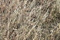 Hay bale texture, dry textured straw background, golden haystack in the rural field Royalty Free Stock Photo