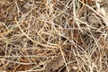 Hay bale texture, dry textured straw background, golden haystack in the rural field Royalty Free Stock Photo