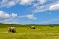 Hay bales Royalty Free Stock Photo